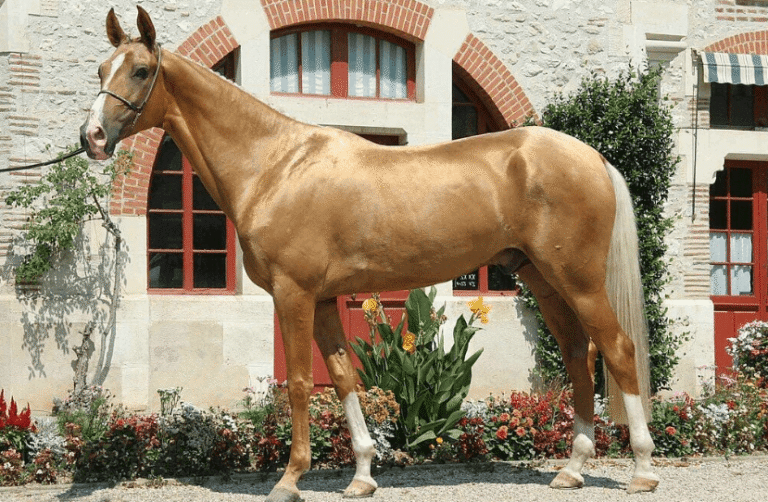 The Most Expensive Horses Ever Sold at Auction