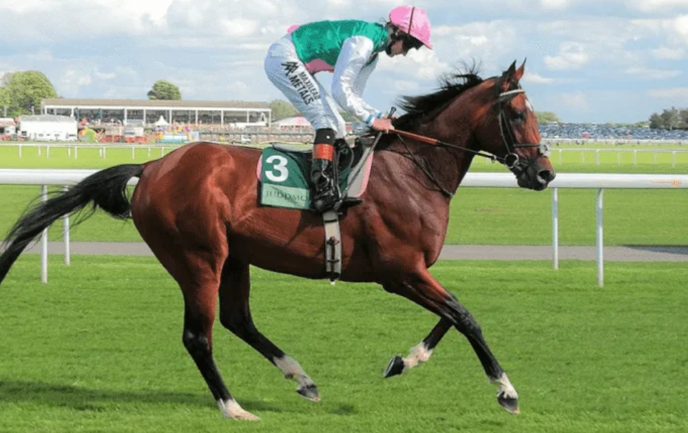 expert du turf || expert turf