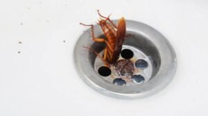 How to Reduce the Risk of Cockroaches in Your Home
